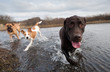 Labrador Retriever and friends