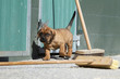 jeune tosa inu en exploration