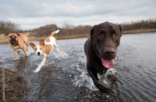 Photo: Labrador Retriever and friends Labrador Retriever and friends
