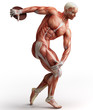 anatomy, muscles