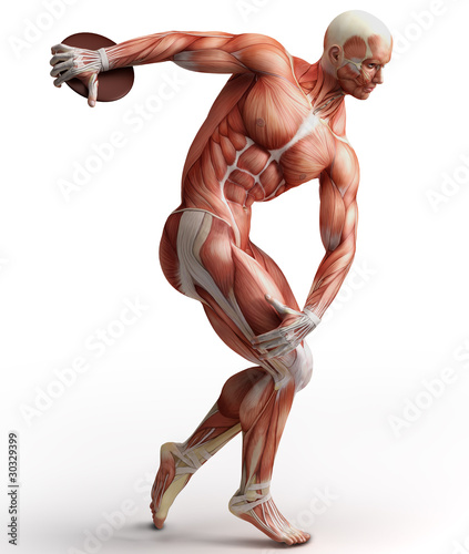 Illustration: anatomy, muscles anatomy, muscles