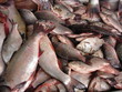 sea fish ready for sale in the market