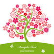 Cherry blossoms