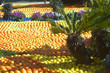 Fête du citron de Menton 2011