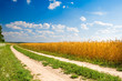 Road between forest and yellow field of wheat