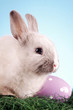 Photo: Easter Rabbit portrait Easter Rabbit portrait