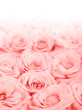 Fresh pink roses border