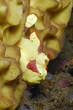 Clown-Anglerfisch