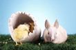Easter rabbit and chicken!
