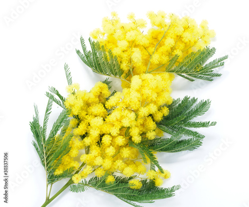 Photo: Mimosa Mimosa