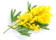 Mimosa