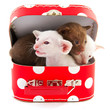 little cats in red suitcase