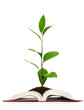Knowledge concept - Leaves growing out of book Knowledge concept - Leaves growing out of book