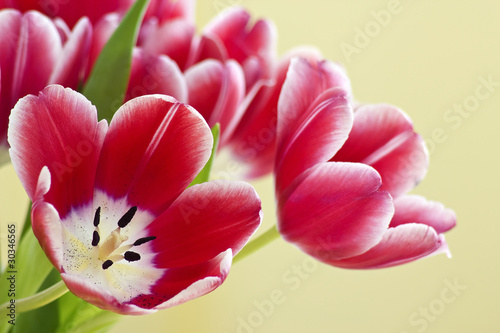 Photo: bouquet of fresh tulips bouquet of fresh tulips