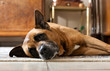 Liegender alter Hund