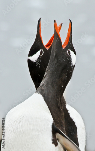 Photo: Gentoo penguins - Antarctica Gentoo penguins - Antarctica