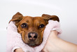 Dog after the bath