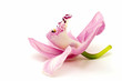 Orchid