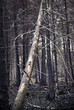 Dead tree