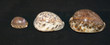 Cypraea Tiger Cowrie Muschel - Kaurischnecke