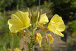 Onagre; Oenothera biennis Onagre; Oenothera biennis