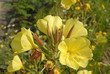 Onagre; Oenothera biennis Onagre; Oenothera biennis