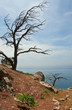 Two dry tries on mountain hill, Crimea, Aya cape