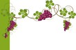 vignes