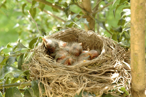 Pictures Baby Birds on Photo  Hatchling Baby Birds In Nest    Jrb  30357375