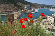 Poppy on the hill near Balaklava