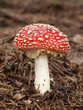 little red toadstool