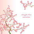Vektor: Cherry Blossoms Background Cherry Blossoms Background