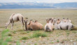 Herd of Bactrian camels
