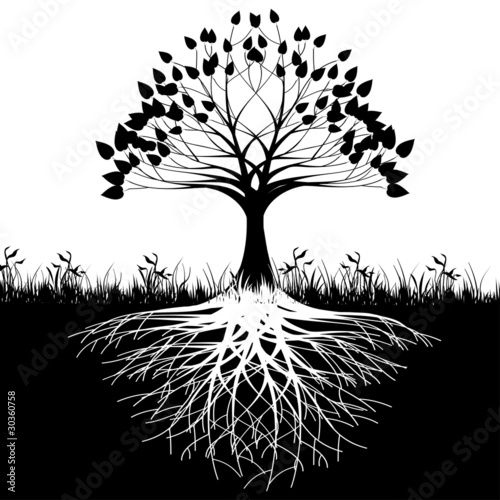 Vektor: Tree roots silhouette Tree roots silhouette