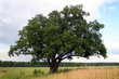 oaks