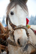 Horse head portrait