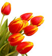 rote tulpen,hintergrund