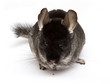 chinchilla