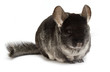 chinchilla