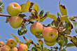 apples