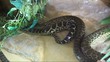 reptile....