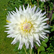 Dahlia
