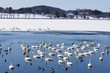 ç™½é³¥ã�®æ¹–