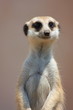 Meercat Portrait