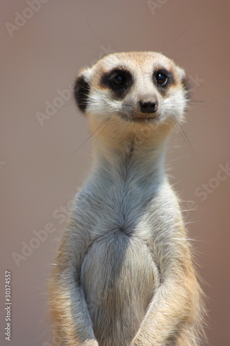 Photo: Meercat Portrait Meercat Portrait