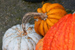 Photo: colorful pumpkins colorful pumpkins