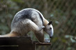 Photo: Giant Anteater siting and bending forward, Belize Zoo Giant Anteater siting and bending forward, Belize Zoo