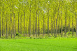 Pappelwald - populus forest 07