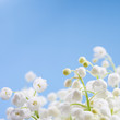 Flower lily of the valley Flower lily of the valley