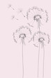 dandelion